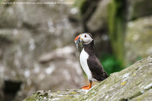 Atlantic Puffin with Sandeel catch Picture Board by Howard Kennedy