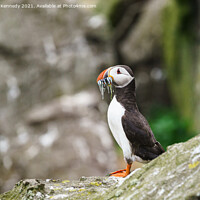 Buy canvas prints of Atlantic Puffin with Sandeel catch by Howard Kennedy