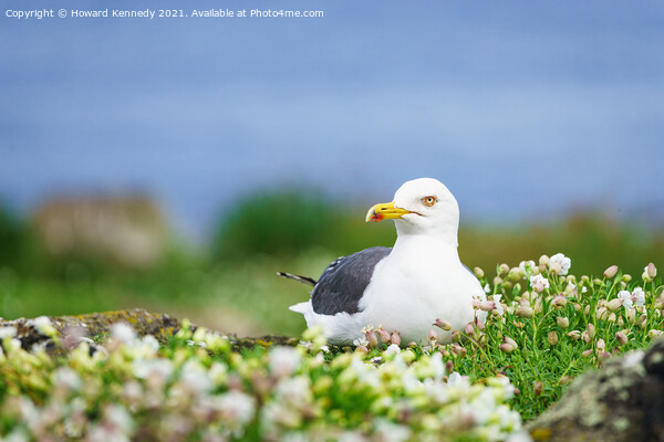 Lesser Black-Backed Gull Picture Board by Howard Kennedy