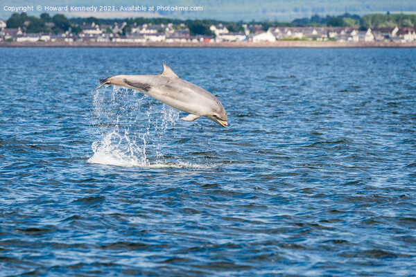 Bottlenose Dolphin (Tursiops truncatus) breaching in the Cromarty Firth Picture Board by Howard Kennedy