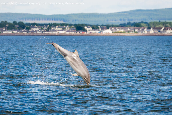 Bottlenose Dolphin (Tursiops truncatus) breaching in the Cromarty Firth Picture Board by Howard Kennedy