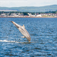 Buy canvas prints of Bottlenose Dolphin (Tursiops truncatus) breaching in the Cromarty Firth by Howard Kennedy