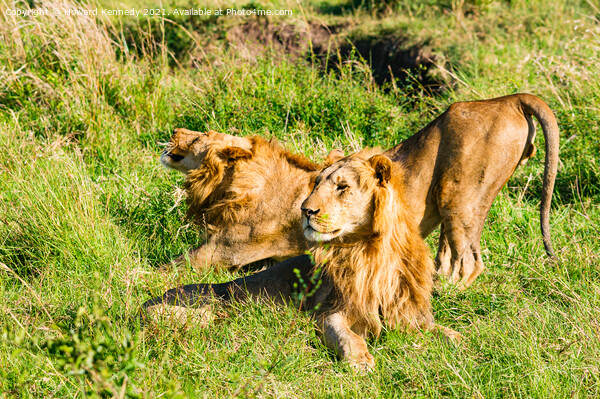 Male Lions in Masai Mara Picture Board by Howard Kennedy