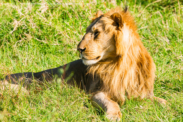 Male Lion in Masai Mara Picture Board by Howard Kennedy