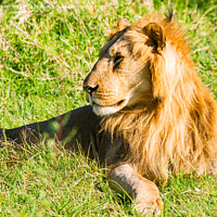 Buy canvas prints of Male Lion in Masai Mara by Howard Kennedy
