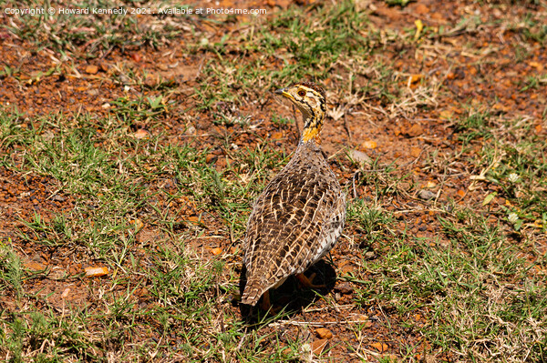 Coqui Francolin Picture Board by Howard Kennedy
