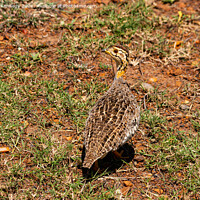 Buy canvas prints of Coqui Francolin by Howard Kennedy