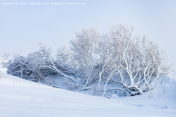 Tree buried in snowdrift on Rannoch Moor Picture Board by Howard Kennedy