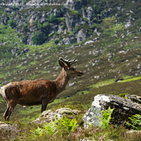Buy canvas prints of Young Red Deer Stag in velvet by Howard Kennedy