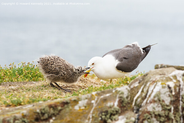 Lesser Black-Backed Gull chick begging for food Picture Board by Howard Kennedy