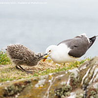 Buy canvas prints of Lesser Black-Backed Gull chick begging for food by Howard Kennedy