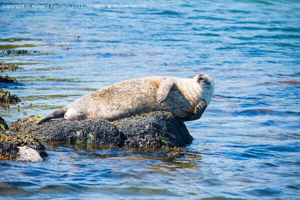 Harbour Seal having a scratch Picture Board by Howard Kennedy