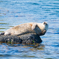 Buy canvas prints of Harbour Seal having a scratch by Howard Kennedy