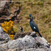 Buy canvas prints of Nesting Shags by Howard Kennedy