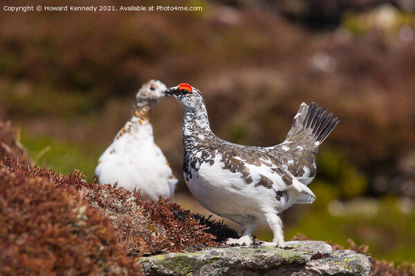 Ptarmigan pair Picture Board by Howard Kennedy