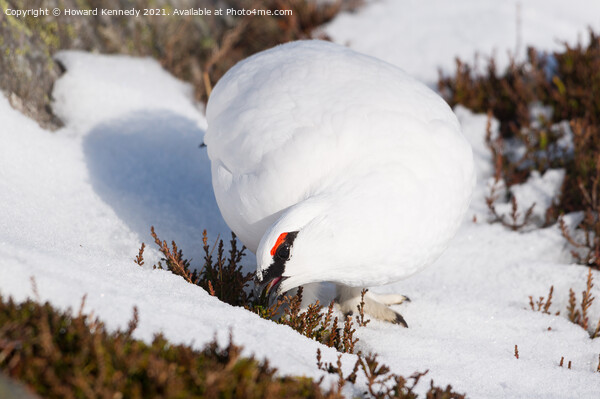 Ptarmigan in winter plumage Picture Board by Howard Kennedy