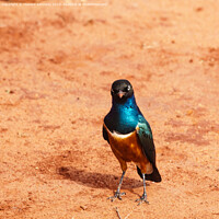 Buy canvas prints of Superb Starling With Attitude by Howard Kennedy