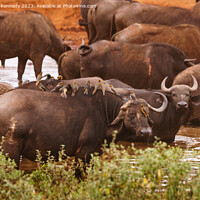 Buy canvas prints of Cape Buffalo covered in Oxpeckers by Howard Kennedy