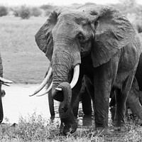 Buy canvas prints of Elephant resting his trunk on his tusk in monochrome by Howard Kennedy