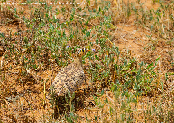 Black-Faced Sandgrouse Picture Board by Howard Kennedy