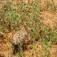 Buy canvas prints of Black-Faced Sandgrouse by Howard Kennedy