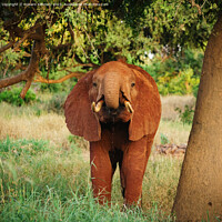 Buy canvas prints of Young Elephant drinking by Howard Kennedy