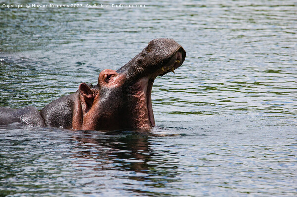 Hippo at Mzima Springs Picture Board by Howard Kennedy