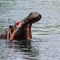 Buy canvas prints of Hippo at Mzima Springs by Howard Kennedy