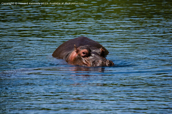 Hippo in Mzima Springs Picture Board by Howard Kennedy