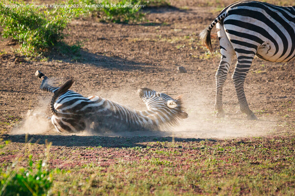 Zebra having a dust-bath Picture Board by Howard Kennedy