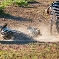 Buy canvas prints of Zebra having a dust-bath by Howard Kennedy