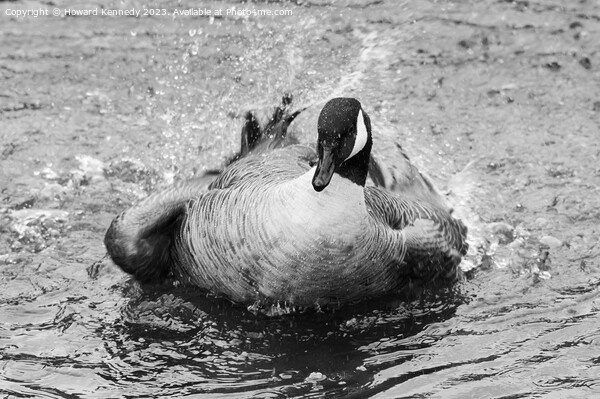 Canada Goose bathing in Black and White Picture Board by Howard Kennedy