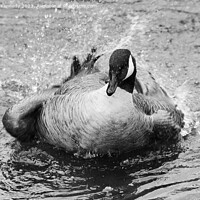 Buy canvas prints of Canada Goose bathing in Black and White by Howard Kennedy