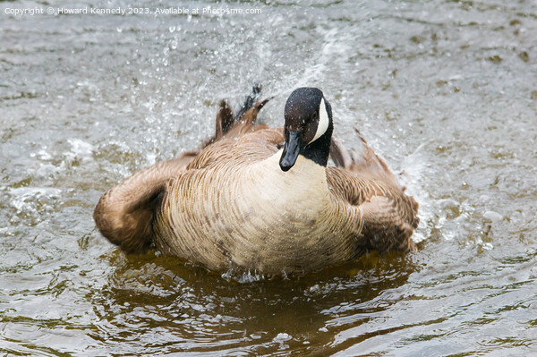 Canada Goose bathing Picture Board by Howard Kennedy