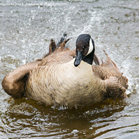 Buy canvas prints of Canada Goose bathing by Howard Kennedy