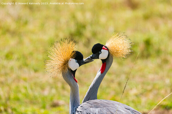 Courting Grey-Crowned Cranes Picture Board by Howard Kennedy
