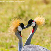 Buy canvas prints of Courting Grey-Crowned Cranes by Howard Kennedy