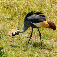 Buy canvas prints of Grey-Crowned Crane by Howard Kennedy