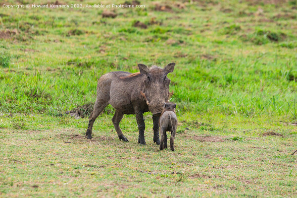 Warthog Mother with Hoglet Picture Board by Howard Kennedy