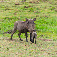 Buy canvas prints of Warthog Mother with Hoglet by Howard Kennedy