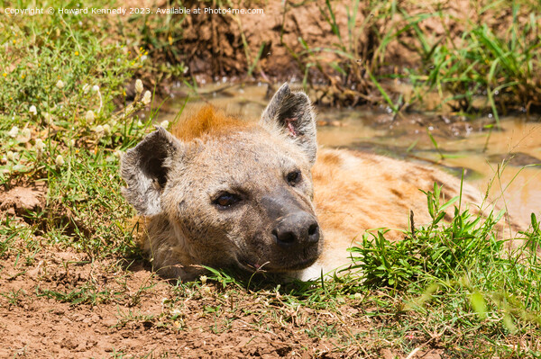 Spotted Hyena basking in a muddy pool Picture Board by Howard Kennedy