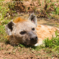 Buy canvas prints of Spotted Hyena basking in a muddy pool by Howard Kennedy