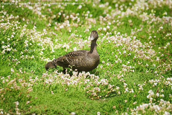 Female Eider with chicks Picture Board by Howard Kennedy