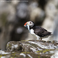 Buy canvas prints of Puffin with Sandeels catch by Howard Kennedy