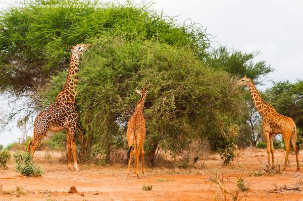 Masai Giraffes Picture Board by Howard Kennedy