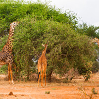 Buy canvas prints of Masai Giraffes by Howard Kennedy