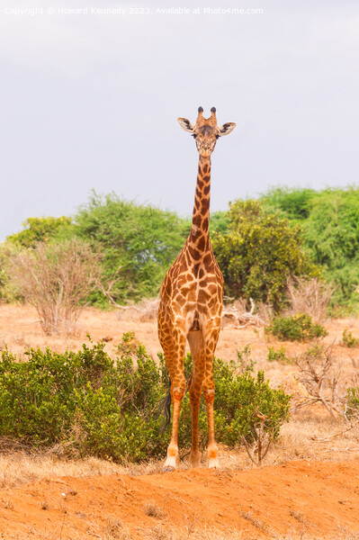 Masai Giraffe Picture Board by Howard Kennedy