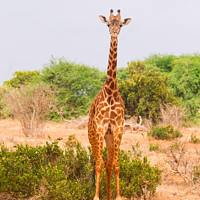 Buy canvas prints of Masai Giraffe by Howard Kennedy