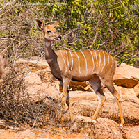 Buy canvas prints of Female Lesser Kudu by Howard Kennedy