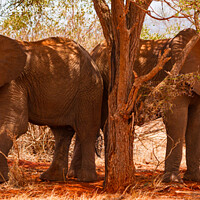 Buy canvas prints of African Elephants by Howard Kennedy